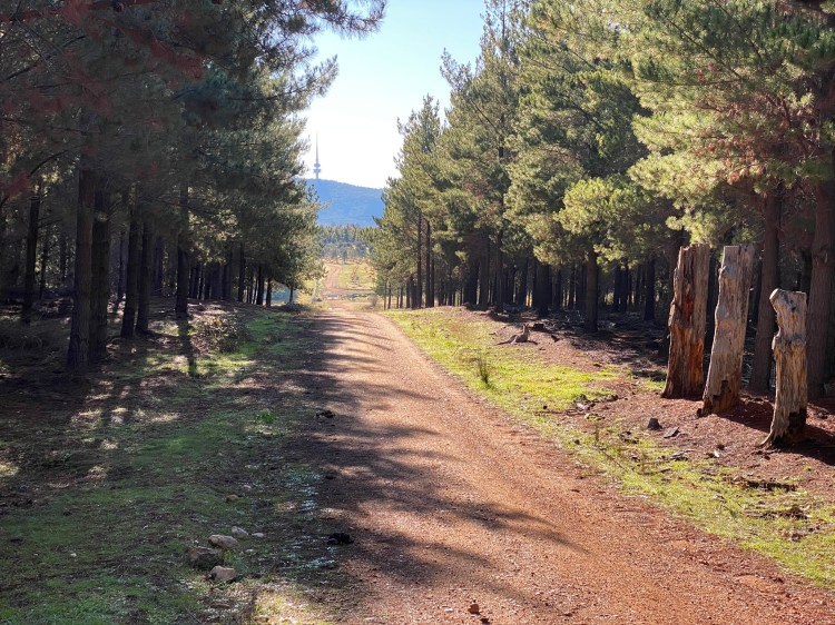 Arboretum approach, via Boundary Road