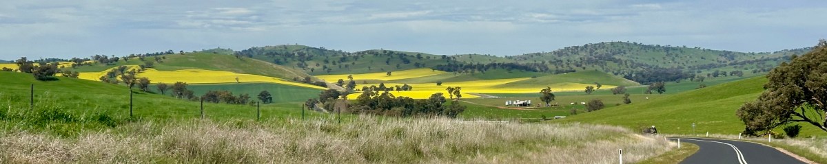 Flash bikepacking: Cootamundra canola&nbsp;loop